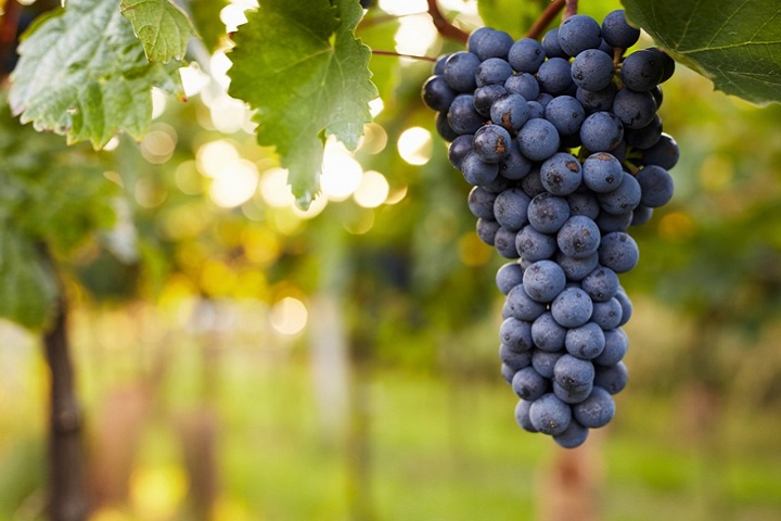  تولید اسید تارتاریک